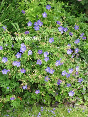 Geranium 'Brookside'