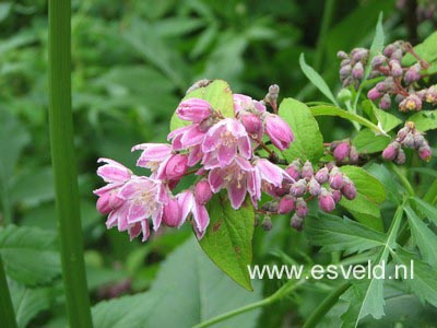 Deutzia hybrida 'Strawberry Fields'