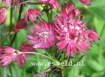 Astrantia major 'Lars'