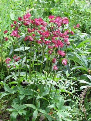 Astrantia major 'Lars'