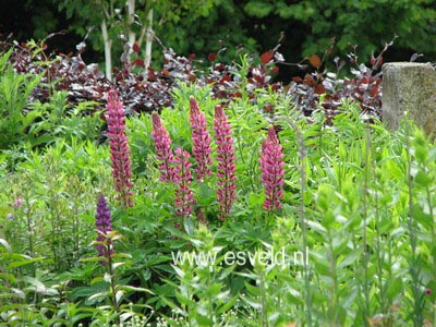 Lupinus 'My Castle'