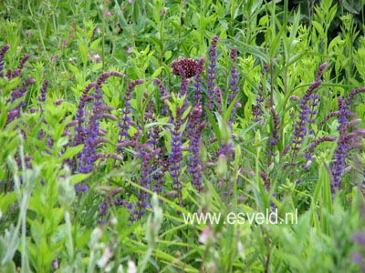 Salvia nemorosa 'Caradonna'