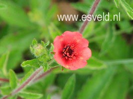 Potentilla atrosanguinea