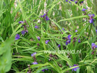 Tradescantia andersoniana 'Zwanenburg Blue'