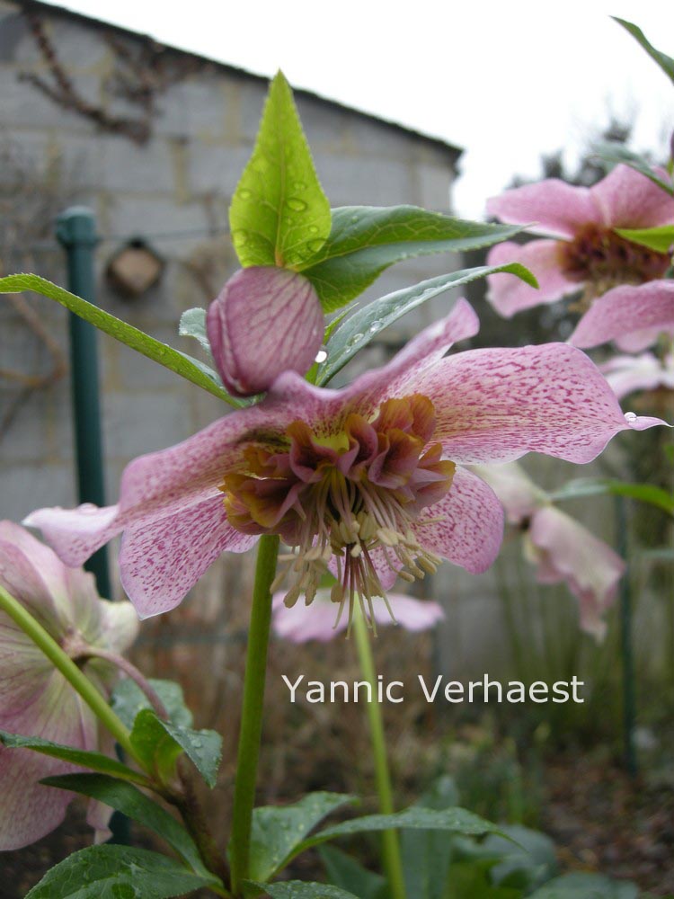 Helleborus orientalis 'Tutu'
