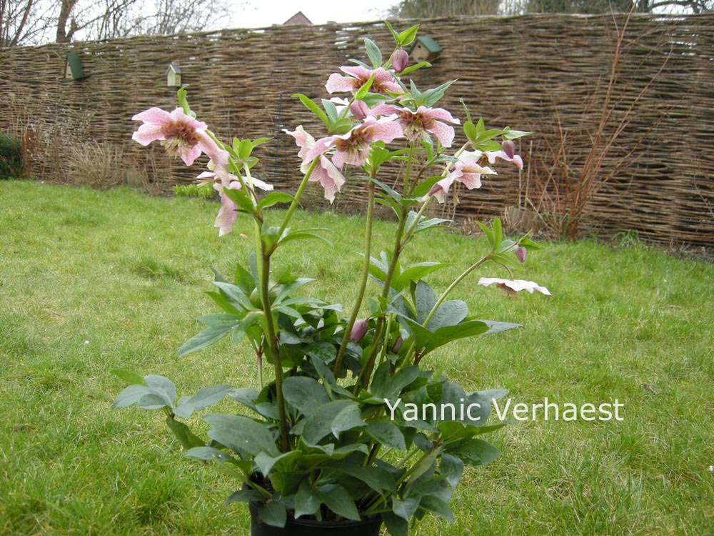 Helleborus orientalis 'Tutu'