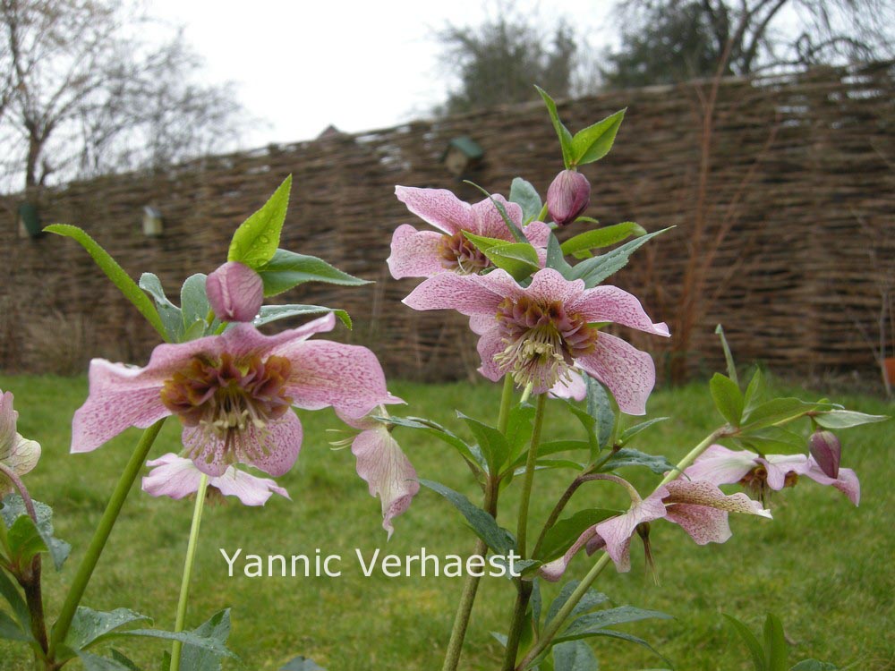 Helleborus orientalis 'Tutu'