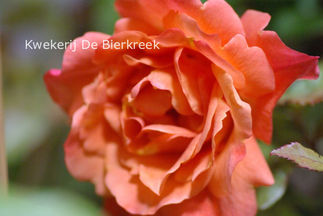 Rosa 'Korlawe' (WESTERLAND)