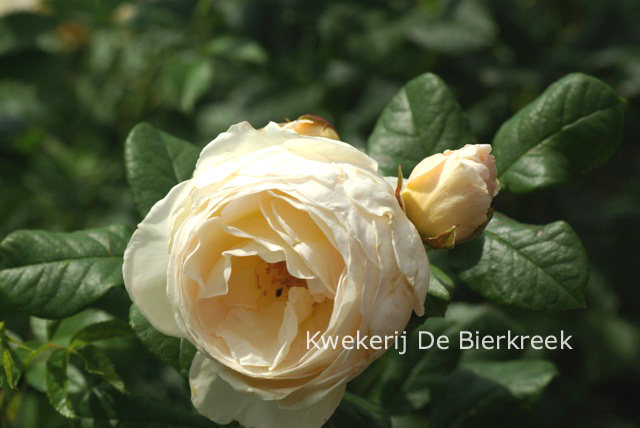 Rosa 'Uetersener Klosterrose'