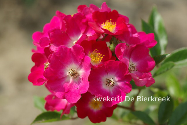 Rosa 'Red Ballerina'