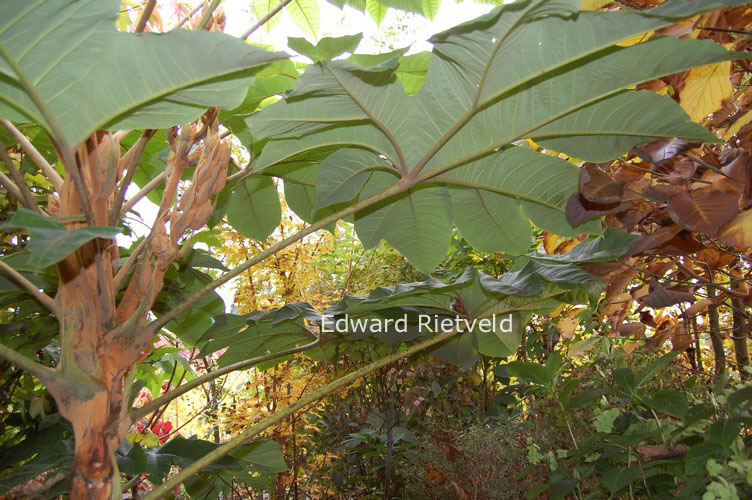 Tetrapanax papyrifer