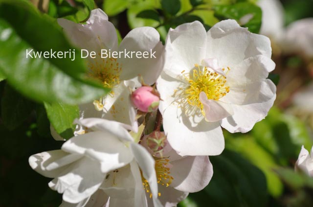 Rosa 'Lucens Erecta'