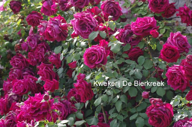 Rosa 'Crimson Glory'