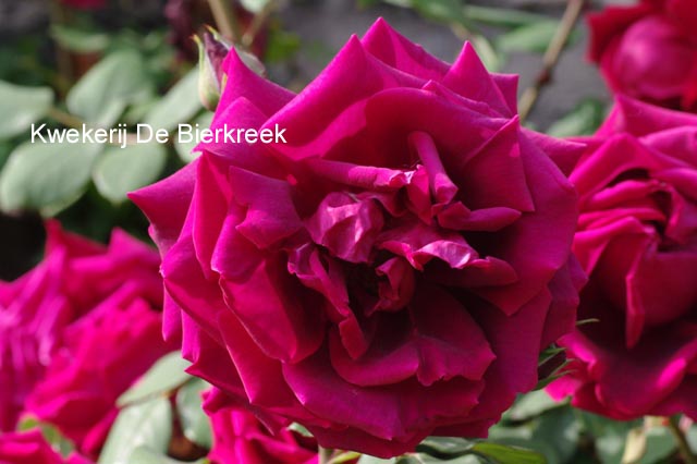 Rosa 'Crimson Glory'