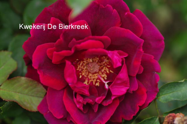 Rosa 'Crimson Glory'