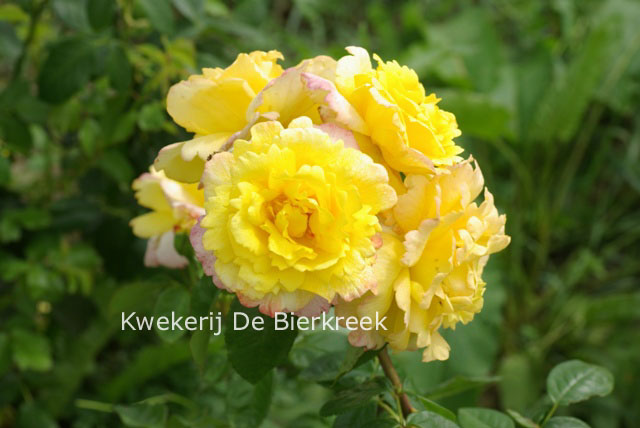 Rosa 'China Town'