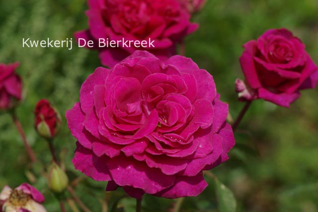 Rosa 'Blackberry Nip'