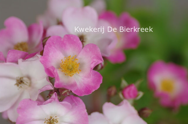 Rosa 'Ballerina'