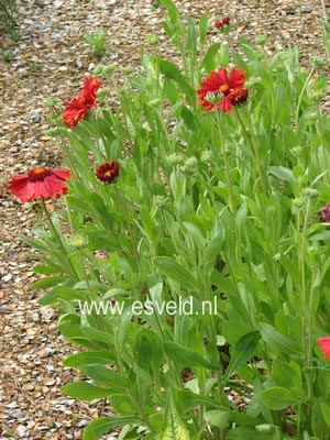 Gaillardia 'Burgunder'