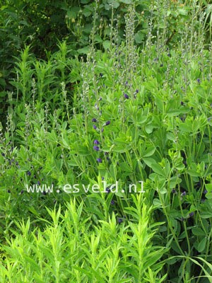 Baptisia australis