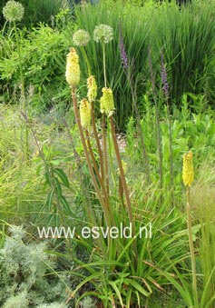 Kniphofia 'Percy's Pride'