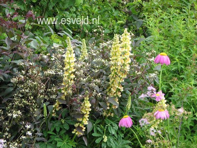 Lupinus 'Chandelier'