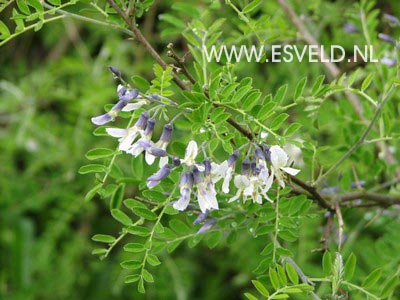 Sophora davidii