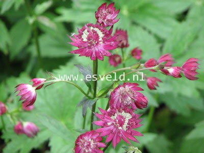 Astrantia major 'Ruby Wedding'