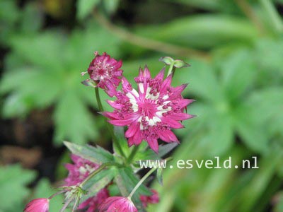 Astrantia major 'Ruby Wedding'