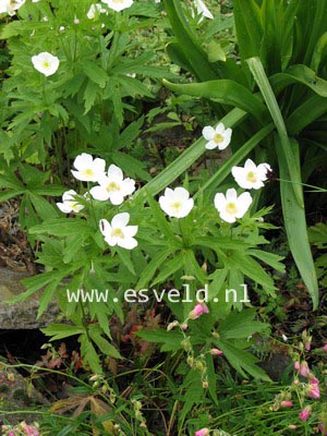 Anemone sylvestris