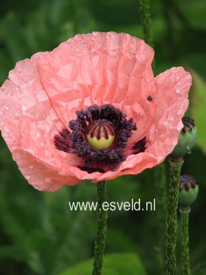 Papaver orientale 'Helen Elizabeth'