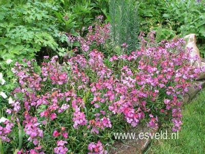 Erysimum 'Constant Cheer'