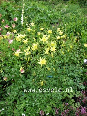 Aquilegia chrysantha 'Yellow Queen'