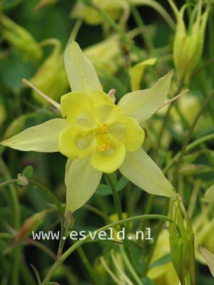 Aquilegia chrysantha 'Yellow Queen'