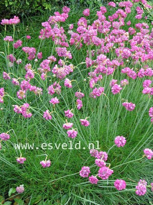 Armeria maritima 'Splendens Perfecta'