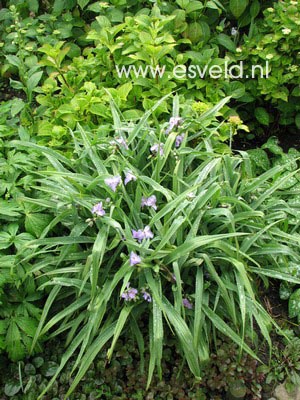 Tradescantia andersoniana 'J.C. Weguelin'