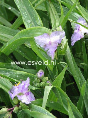 Tradescantia andersoniana 'J.C. Weguelin'