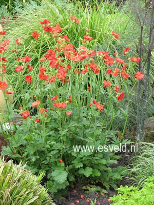 Geum chiloense 'Mrs. Bradshaw'