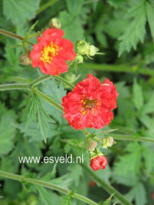 Geum chiloense 'Mrs. Bradshaw'