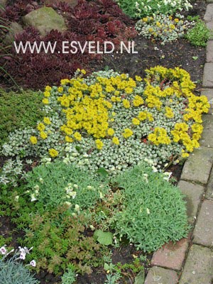 Sedum spathulifolium 'Cape Blanco'