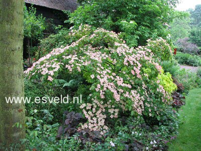Cornus kousa 'Satomi'