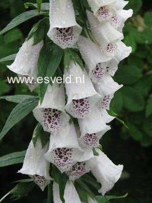 Digitalis purpurea 'Alba'