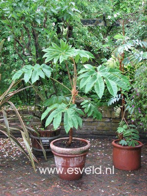 Tetrapanax papyrifer