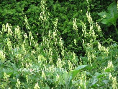 Aconitum lamarckii