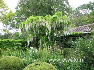 Wisteria floribunda 'Shiro noda'