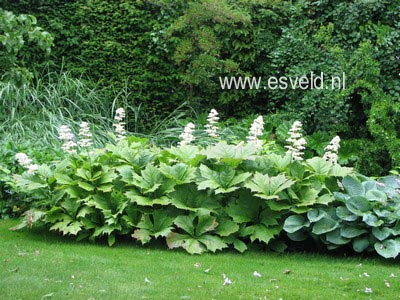 Rodgersia podophylla