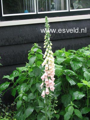 Digitalis purpurea