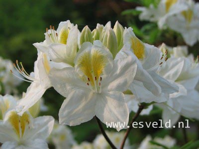 Azalea 'Persil'