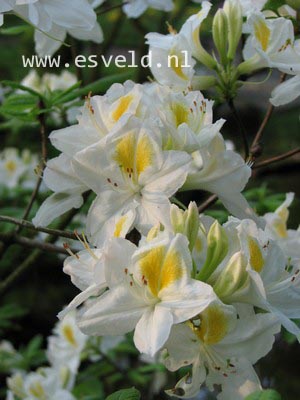 Azalea 'Persil'