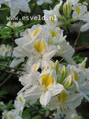 Azalea 'Persil'